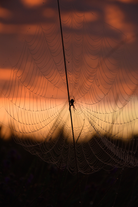 Spin in zijn web