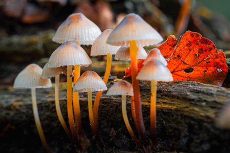 Herfst op de heide - 4