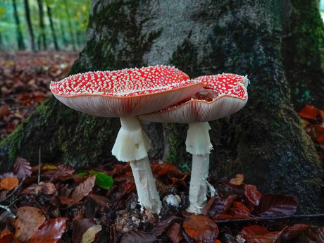 Vliegenzwammen!🍄❤️🍄