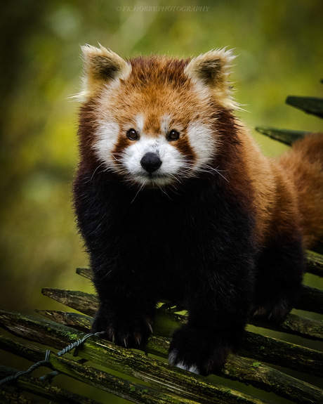 Rode panda
