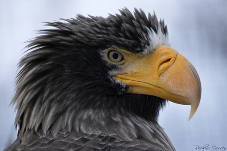Portret van een geweldenaar