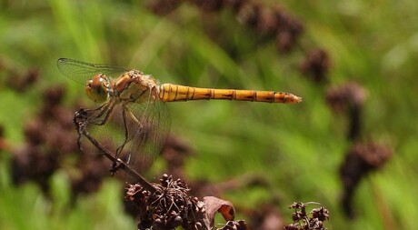 Libelle