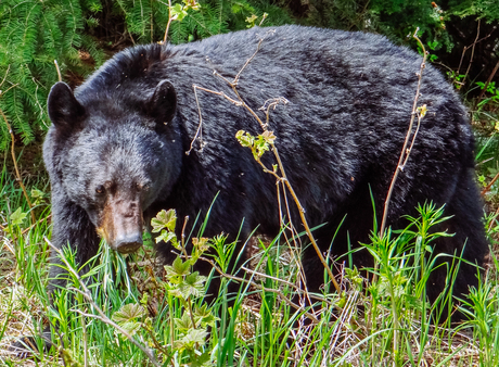 Grazende beer langs de weg