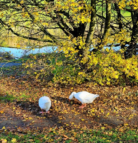 Herfst