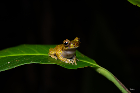 Lancaster's tree frog