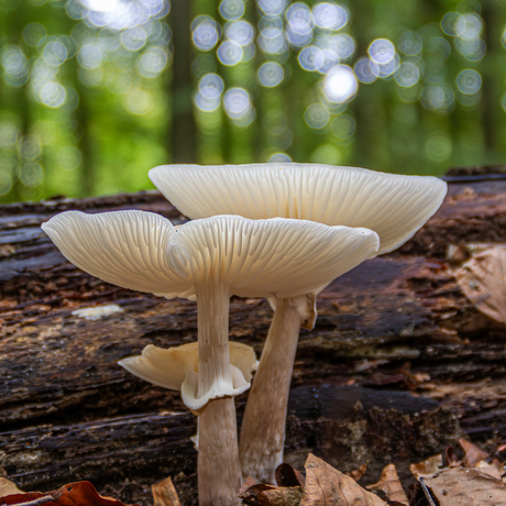 Nóg meer paddenstoelen
