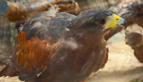 Harris Hawk