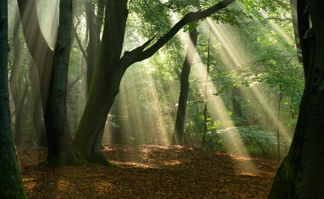 Zonlicht in het bos