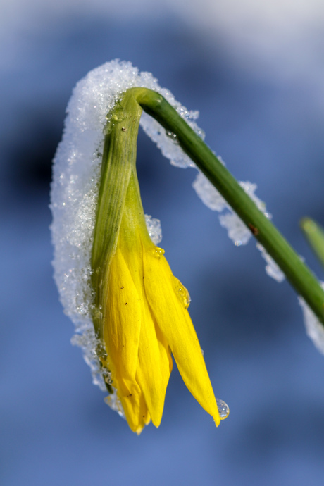 Sneeuw op narcis 