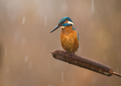 IJsvogel