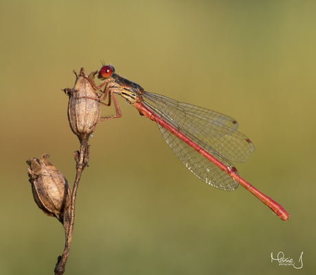 kunst uit de natuur