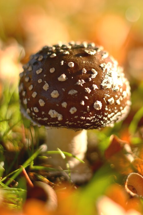 op een mooie paddenstoel!