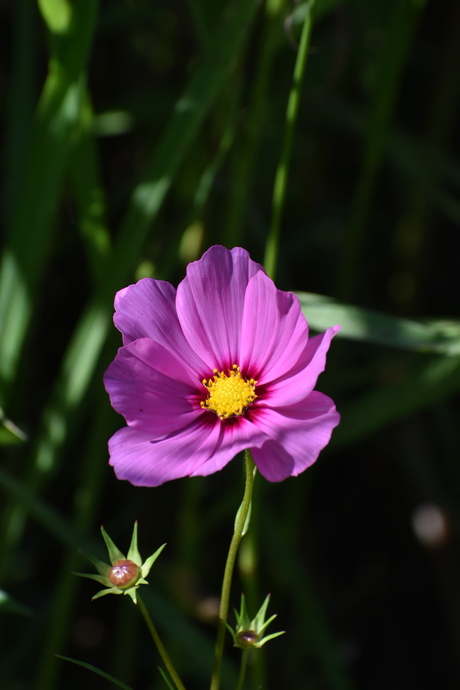 Schoonheid van een bloem