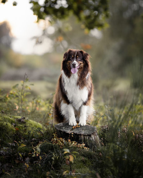 Australische herder knubbel in het groen