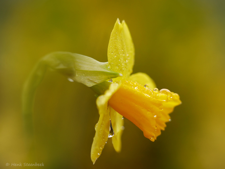 Narcis na de regen