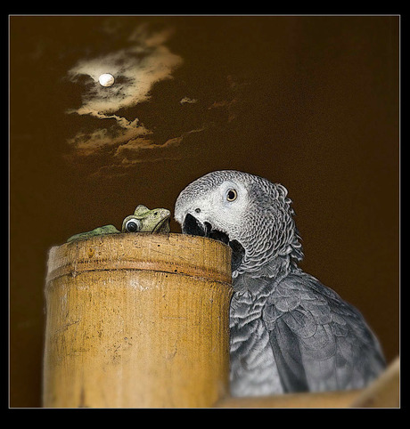 "mag ik vannacht...........................