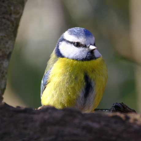 Pimpelmees in de zon