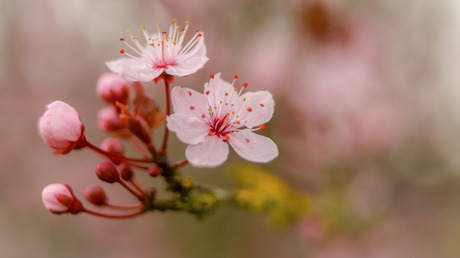 Roze pracht
