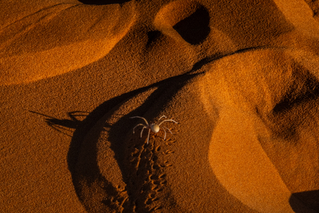 Bewoner van de woestijn