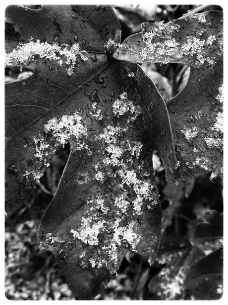 Eerste sneeuwvlokken 