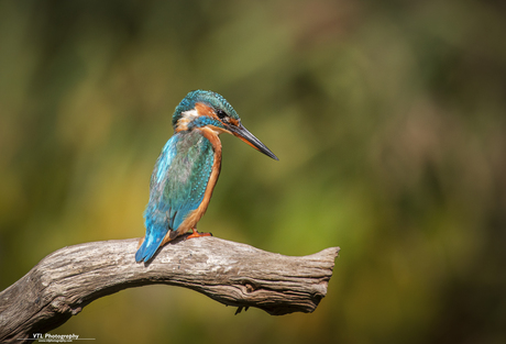 IJsvogeltje