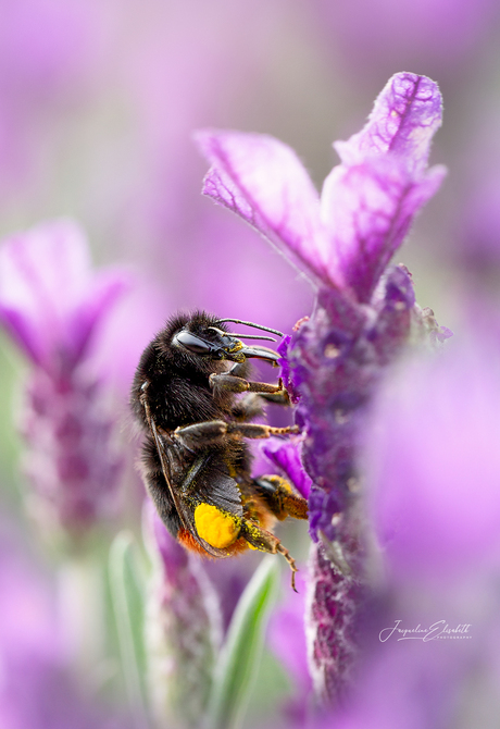 Where the bumblebee belongs ...