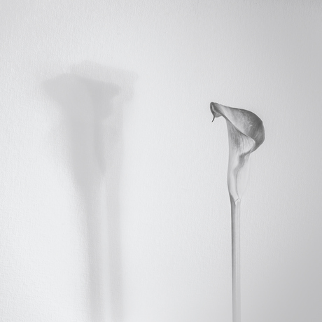 Calla