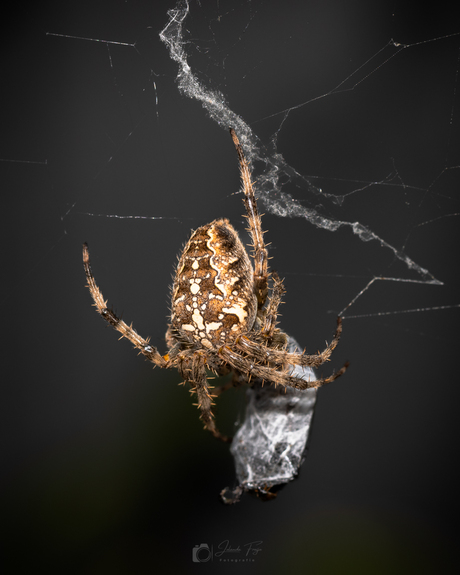 Spin heeft zijn prooi ingewikkeld