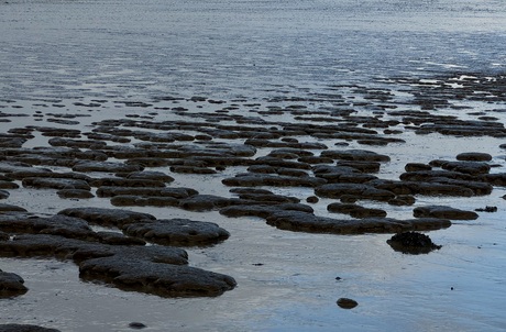 Het Wad