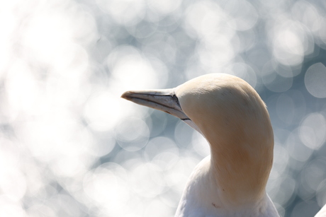 Zie de zon in de zee….