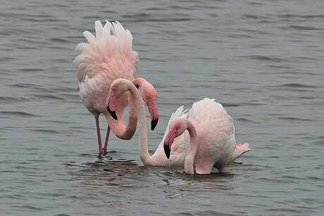 Flamingo's