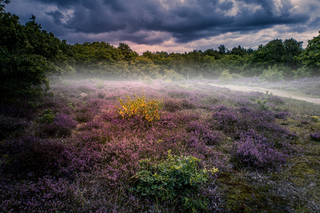 Heide kondigt de herfst aan