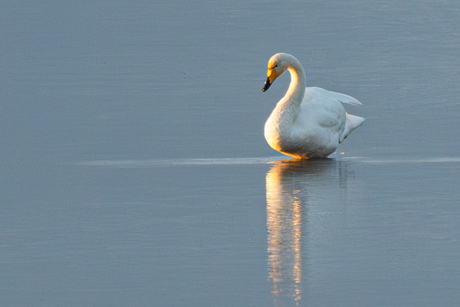 Wilde zwaan in avondzon 