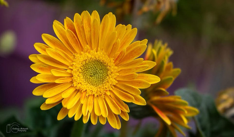 Gele Gerbera