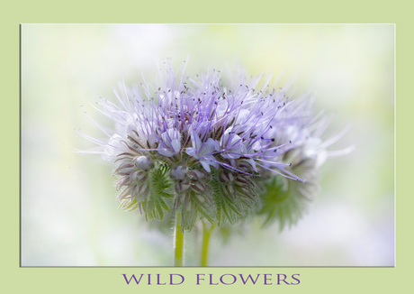 Wild flowers on a sunny day .....