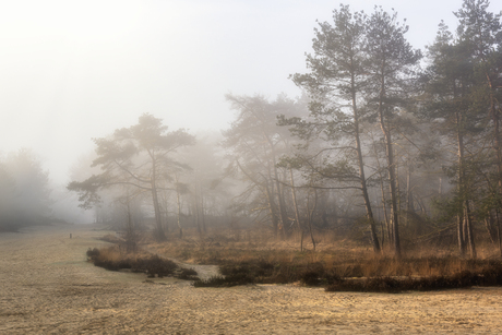 Kalmthoutse heide