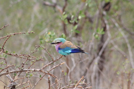 Vogeltje