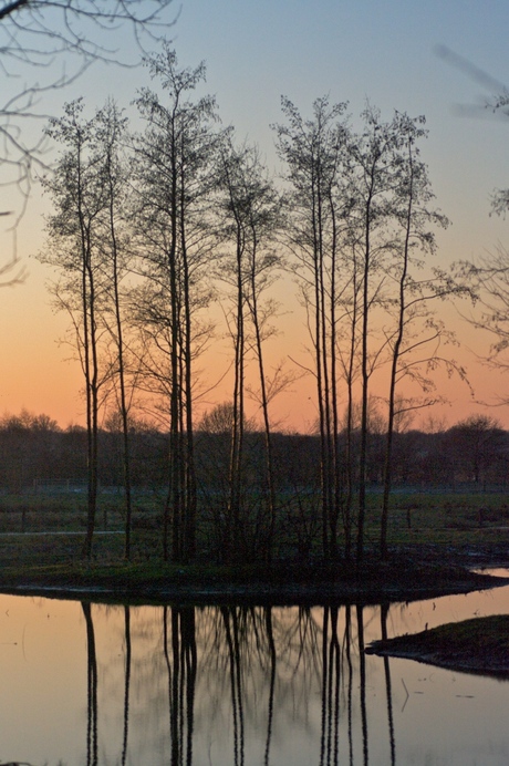 Boompjes in de avondzon