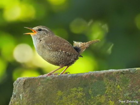 Koninklijk bezoek in de tuin.