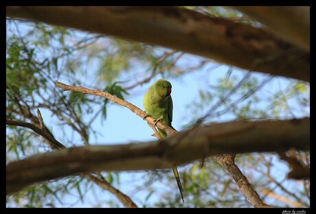 ring parkiet in natuur