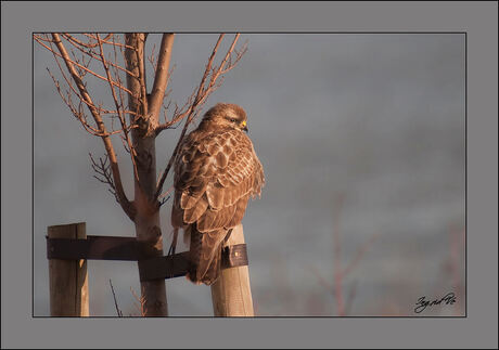 Een blonde buizerd..?