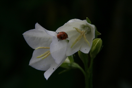 Bloem met lieveheersbeestje