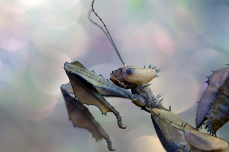 portret van een flappentak