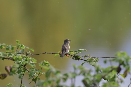 Zingende tuinfluiter..