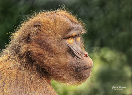 Portret van een Gelada