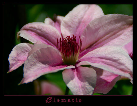 clematis