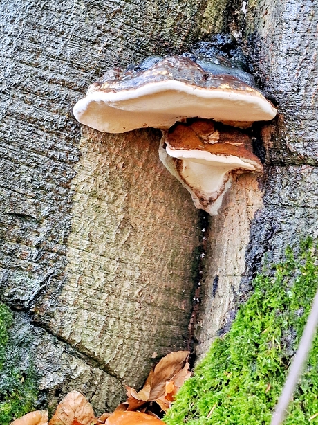 zwam op een boom