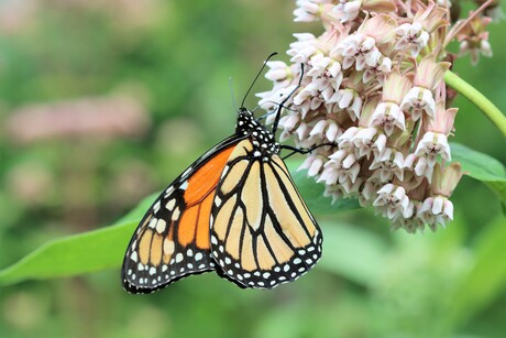 Monarchvlinder