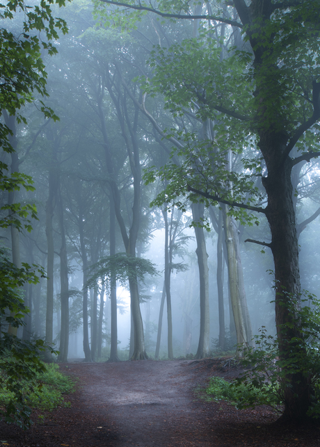 Clingendael bos