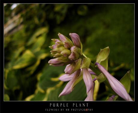 HB Purple Plant